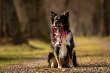 A black tri Australian Shepherd  dog is holding a leash in the mouth and waiting for a walk in the...