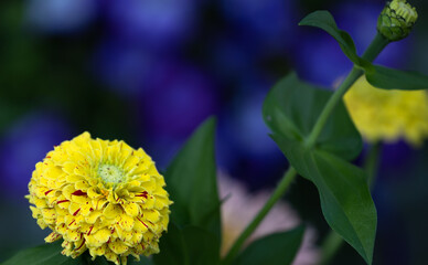 A horizontal photo of a close up of a single brilliant yellow zinnia  with tiny red streaks, against a bokeh cobalt blue background. 