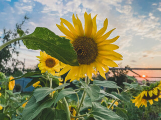 Summer mood. Sunflower is a symbol of the sun
