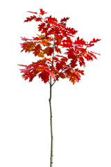 Fototapeta premium Autumnal young oak tree with colourful leaves, isolated on white background
