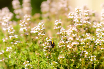 Hummel auf der suche nach Nektar im Sommer