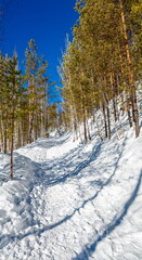 The road between the trees on the mountainside against the blue sky in winter
