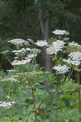 The poisonous plant hogweed grows by the road in the forest in summer and blooms with white flowers