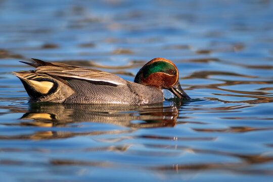 Swimming duck. Eurasian Teal. (Anas crecca) Blue water background. 