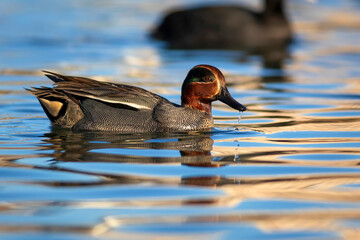 Swimming duck. Eurasian Teal. (Anas crecca) Blue water background. 