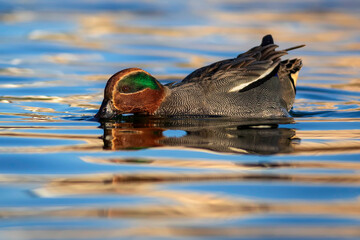 Swimming duck. Eurasian Teal. (Anas crecca) Blue water background. 