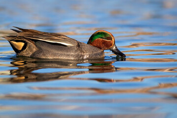 Swimming duck. Eurasian Teal. (Anas crecca) Blue water background. 