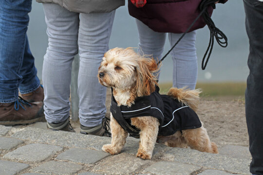 Morkie, small dog pet, bracing itself against the wind, wind blows fur from face. 