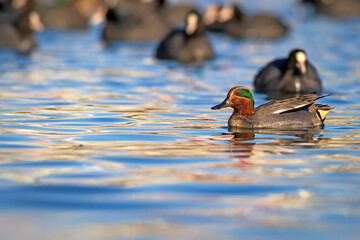 Swimming duck. Eurasian Teal. (Anas crecca) Blue water background. 