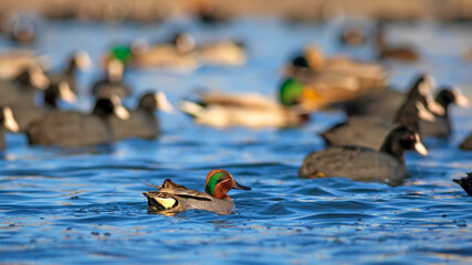 Swimming duck. Eurasian Teal. (Anas crecca) Blue water background. 