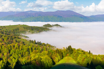 beautiful landscape of carpathian mountains. fog in the rural valley. forested hills and grassy meadows on hillside in springtime. borzhava ridge in the distance. nature scenery on a sunny morning