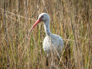 white ibis walking through the marsh