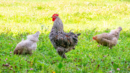 Gray spotted rooster and chickens in the garden of the farm on the grass looking for food