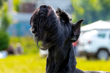 Portrait of a black shaggy dog breed giant Schnauzer (riesenschnauzer). The dog looks up