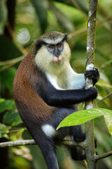Mona monkey sitting on a tree, Grand Etang National Park, Grenada
