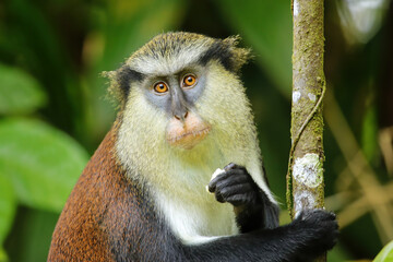 Mona monkey eating in a tree, Grand Etang National Park, Grenada.