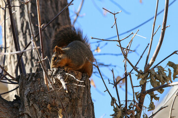 squirrel on a tree