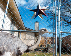 ostrich in the zoo