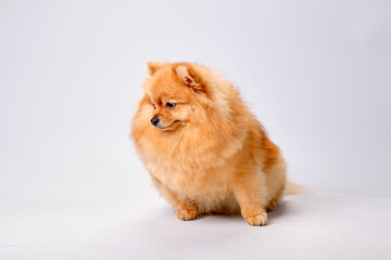 Pomeranian sits and looks away on a light background