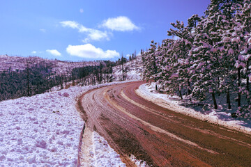 lavender field region