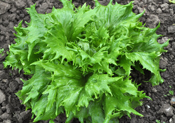In the open ground grows lettuce (Lactuca sativa)