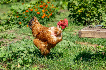 Brown spotted chicken in the garden among the grass