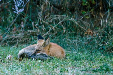 red fox cub