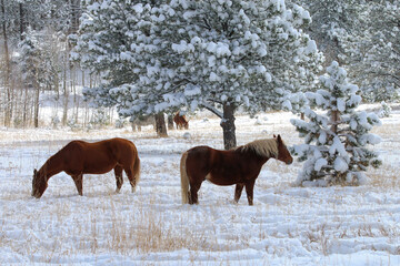 horse in winter