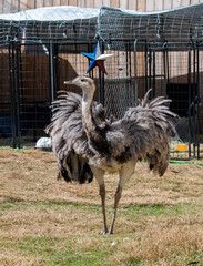 ostrich in the zoo
