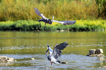 A pair of great blue herons courting.