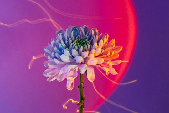Fototapeta Chrysanthemum flower in room with neon lights