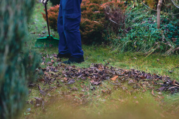 Raking leaves. The man is raking leaves with a rake. The concept of preparing the garden for...