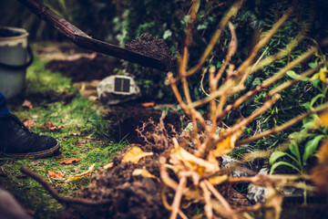 Transplanting flowers and plants. The concept of working in the garden, caring for the garden. Transplanting flowers and caring for plants to grow. Beautiful garden. Digging out ground and soil.