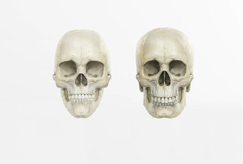 Male and female skull on a dark background in the front. 3d render, 3d illustration. Medical and anthropological concept. Human skull, medical research, human study.