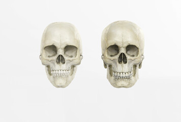 Fototapeta premium Male and female skull on a dark background in the front. 3d render, 3d illustration. Medical and anthropological concept. Human skull, medical research, human study.