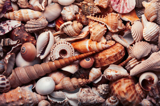 a lot of different empty sea shells, natural background, macro details