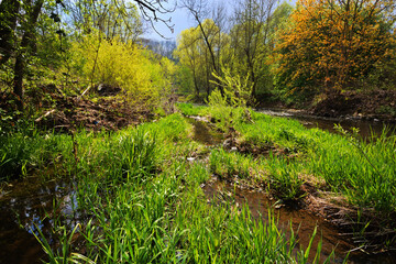 Sunny spring landscape. Trees at riverbank. At the River Enz in Oberriexingen, South Germany