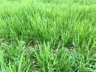 green grass background