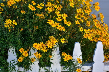 blooming yellow flowers on green plants along vintage white picket fence - 488846560