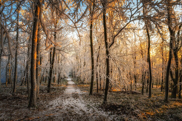 Magic morning in Male Karpaty