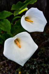 Fototapeta na wymiar white calla lilies in bloom with orange stamen on green leafy plants outdoors