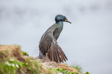 European Shag (Phalacrocorax aristotelis) cleaning and stretching its feathers.
