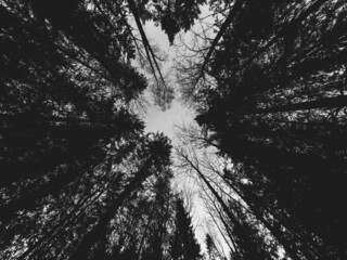 Dramatic low angle view of evergreen trees, creating a circular fan shape pattern against the sky