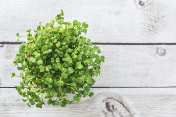 Broccoli sprouts, young broccoli sprouts, micro greens, view from above 