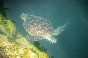 Green sea turtle swimming in Turtles Hole on Ouvea Island, Loyalty Islands, New Caledonia - obrazy, fototapety, plakaty