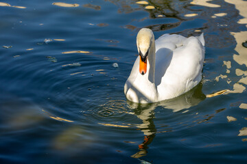 Cisne blanco