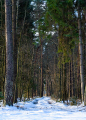 Naklejka premium A view of a beautiful winter forest