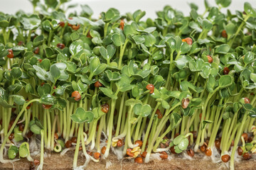 Mustard sprouts, micro greens, healthy food concept, close up. Green mood