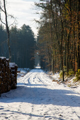 A view of a beautiful winter forest