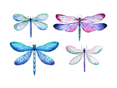 Watercolor set of dragonflies on a white background